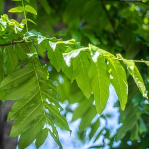 PTEROCARYA FRAXINIFOLIA, NOCE DEL CAUCASO, CAUCASIAN WINGNUT, JUGLANDACEAE, CAUCASO, BOTANICA, ALBERO - 0005
