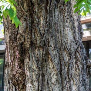 PTEROCARYA FRAXINIFOLIA, NOCE DEL CAUCASO, CAUCASIAN WINGNUT, JUGLANDACEAE, CAUCASO, BOTANICA, ALBERO - 0006