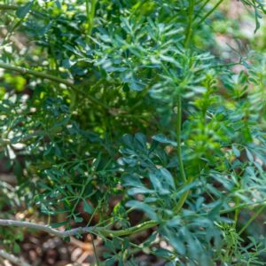 RUTA GRAVEOLENS, L, RUTA COMUNE, COMMON RUE, RUTACEAE, EUROPA SUDORIENTALE - 7221