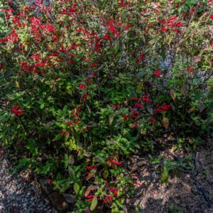 SALVIA ELEGANS, VAHL, SALVIA ANANAS, PINEAPPLE SAGE, LAMIACEAE, MESSICO - 7187