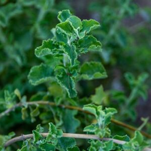 SALVIA AFRICANA, L, LAMIACEAE, SUD AFRICA - 7180