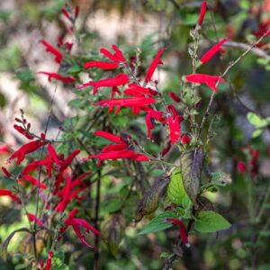 SALVIA ELEGANS, VAHL, SALVIA ANANAS, PINEAPPLE SAGE, LAMIACEAE, MESSICO - 7189