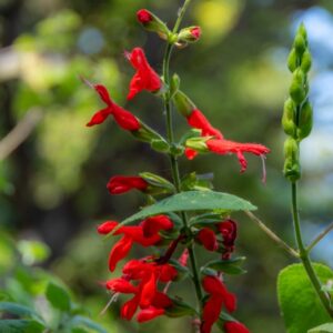SALVIA GUARANATICA, A, ST - HIL, EX BENTH, LAMIACEAE, SUD AMERICA - 7182