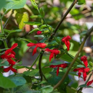 SALVIA GUARANATICA, A, ST – HIL, EX BENTH, LAMIACEAE, SUD AMERICA - 7183