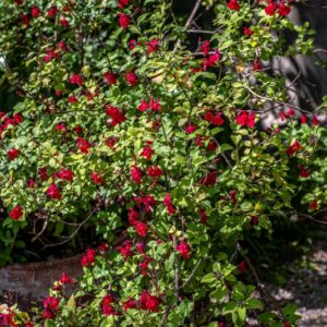 SALVIA MICROPHYLLA, KUNTH VAR WISLIZENI, LAMIACEAE, SUD OVEST USA, NORD OVEST MESSICO - 0004
