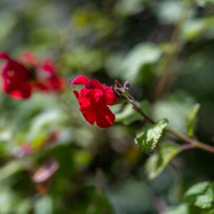 SALVIA MICROPHYLLA, KUNTH VAR WISLIZENI, LAMIACEAE, SUD OVEST USA, NORD OVEST MESSICO - 0006