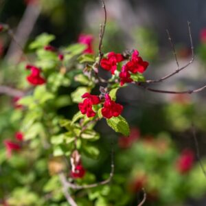 SALVIA MICROPHYLLA, KUNTH VAR WISLIZENI, LAMIACEAE, SUD OVEST USA, NORD OVEST MESSICO - 0005
