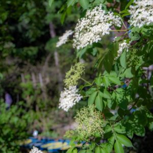 SAMBUCUS NIGRA, L, SAMBUCO COMUNE,  VIRBUNACEAE, COMMON ELDER, EUROPA, SUD OVEST ASIA - 7121