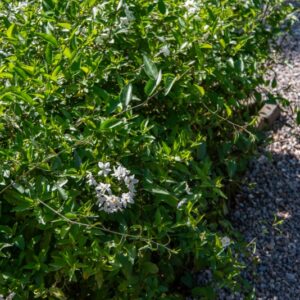 SOLANUM JASMINOIDES, PAXTON, GELSOMINO DI NOTTE, POTATO VINE, SOLANACEAE, SUD AMERICA - 7111