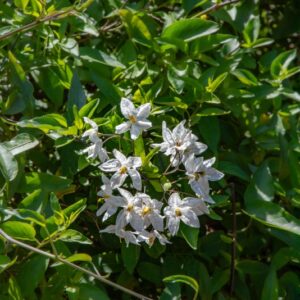 SOLANUM JASMINOIDES, PAXTON, GELSOMINO DI NOTTE, POTATO VINE, SOLANACEAE, SUD AMERICA - 7110