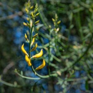 SPARTIUM JUNECEUM, L, GINESTRA ODOROSA, FABACEAE, AREA MEDITERRANEA - 7168