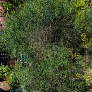 SPARTIUM JUNECEUM, L, GINESTRA ODOROSA, FABACEAE, AREA MEDITERRANEA - 7169