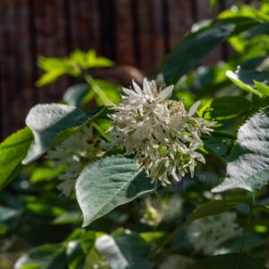 STAPHYLEA COLCHICA, STEV, FALSO PISTACCHIO, EUROPEAN BLADDERNUT, STAPHYLEACEAE, CAUCASO - 7206