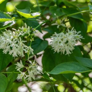 STAPHYLEA COLCHICA, STEV, FALSO PISTACCHIO, EUROPEAN BLADDERNUT, STAPHYLEACEAE, CAUCASO - 7205