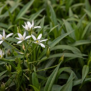 SYMPHYOTRICHUM X SALIGNUM, WILD G L NESOM, ASTRO A FOGLIE DI SALICE, ASTERACEAE, NORD AMERICA - 7113