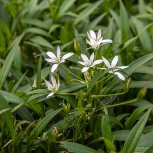 SYMPHYOTRICHUM X SALIGNUM, WILD G L NESOM, ASTRO A FOGLIE DI SALICE, ASTERACEAE, NORD AMERICA - 7114