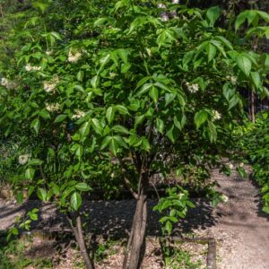 STAPHYLEA COLCHICA, STEV, FALSO PISTACCHIO, EUROPEAN BLADDERNUT, STAPHYLEACEAE, CAUCASO - 7207