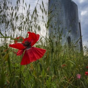 DECORO URBANO,  PAPAVERI E TORRE UNICREDIT - 0010