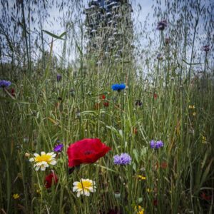 DECORO URBANO, FIORI DI CAMPO E BOSCO VERTICALE MILANO - 0006