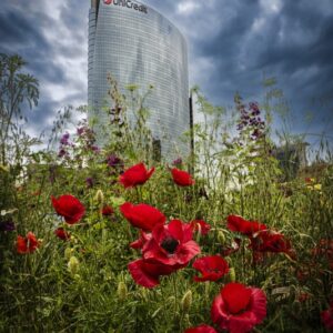 DECORO URBANO, PAPAVERI, CAMPO FIORITO, MILANO TORRE UNICREDIT - 0008