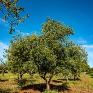 ALBERO, OLEA EUROPAEA, OLEACEAE, OLIVO - 8549