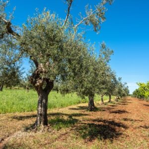 ALBERO, OLEA EUROPAEA, OLEACEAE, OLIVO