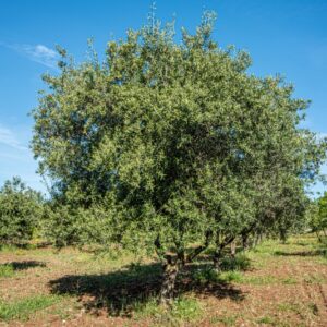 ALBERO, OLEA EUROPAEA, OLEACEAE - 8540