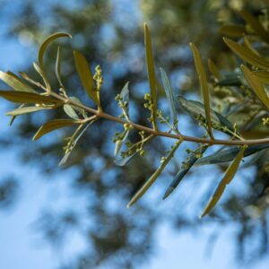 ALBERO, OLEA EUROPAEA, OLEACEAE - 8541