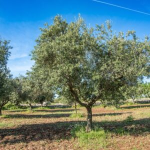 ALBERO, OLEA EUROPAEA, OLEACEAE - 8542