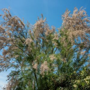 BOTANICA, TAMARIX, TAMARICACEAE, ALBERO - 8514