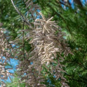 BOTANICA, TAMARIX,  TAMARICACEAE, ALBERO - 8515