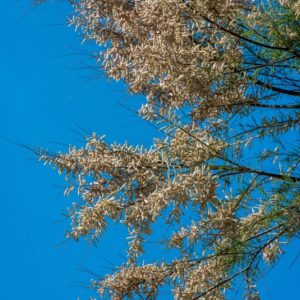 BOTANICA, TAMARIX, TAMARICACEAE, ALBERO - 8516