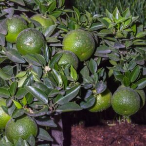 CITRUS × MYRTIFOLIA - CHINOTTO - RUTACEAE - 1609