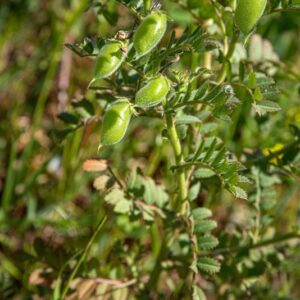 FAVE, VICIA FABA, FABACEAE - 8599