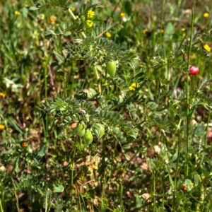 FAVE, VICIA FABA, FABACEAE - 8600