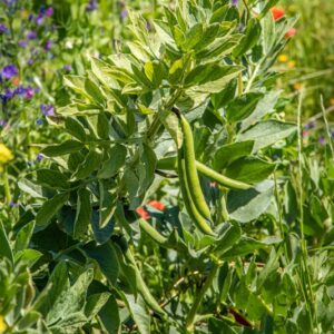 FAVE, VICIA FABA, FABACEAE - 8606
