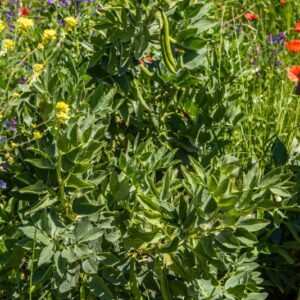 FAVE, VICIA FABA, FABACEAE - 8607