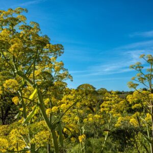 FERULA, APIACEAE - 8554