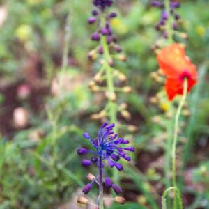 LEOPOLDIA COMOSA, MUSCARI, LAMPASCIONE, ASPARAGACEAE - 8765
