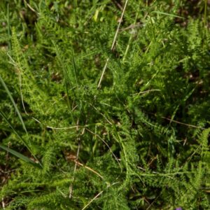 FINOCCHIETTO SELVATICO - FOENICULUM VULGARE - 8608