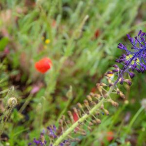 LEOPOLDIA COMOSA, MUSCARI, LAMPASCIONE, ASPARAGACEAE - 8767