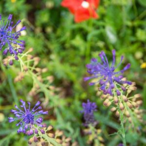 LEOPOLDIA COMOSA, MUSCARI, LAMPASCIONE, ASPARAGACEAE - 8766