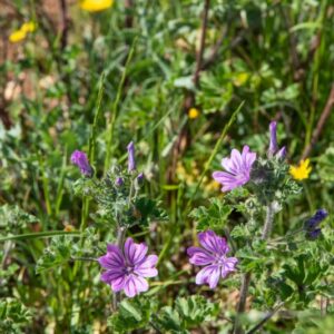 MALVA,  MALVACEAE - 8588