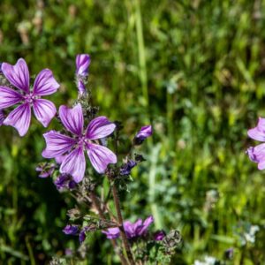 MALVA,  MALVACEAE - 8589