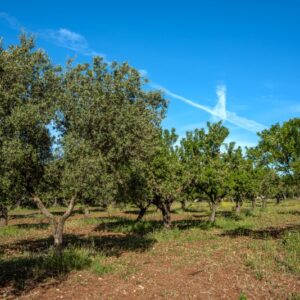 OLIVI E MANDORLI - 8543