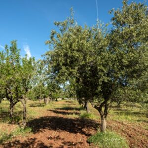 OLIVI E MANDORLI - 8550