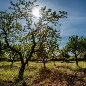 OLIVI E MANDORLI - 8551