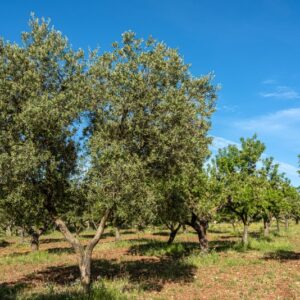 OLIVI E MANDORLI - 8553