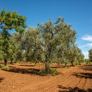 OLIVI E MANDORLI - 8571