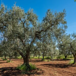 OLIVO, ALBERO, OLEA EUROPAEA, OLEACEAE - 8573